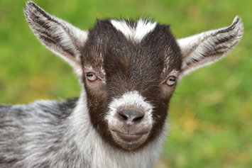 Ausflugsziel: Explore the farm, ein Erlebnis auf Evis Ziegenfarm für die ganze Familie