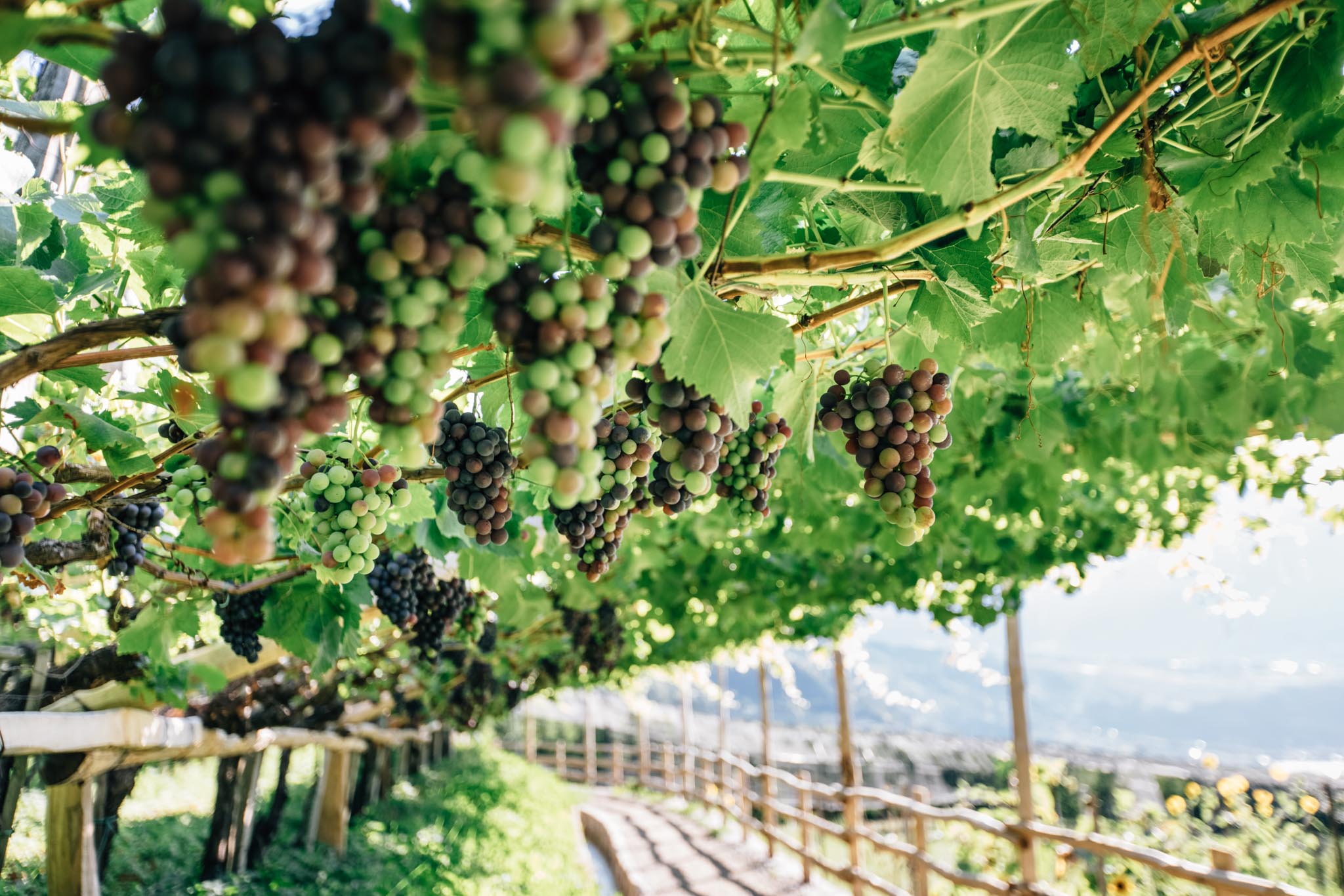 Urlaub: Der wunderschöne und ebene Algunder Waalweg in Algund nahe Meran.
© Tourismusverein Algund, Benjamin Pfitscher - Algund bei Meran