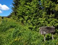 Ausflugsziel: Wald-Familienweg Wildschönau in Thierbach  - Wald-Familienweg in Thierbach – Wildschönau 