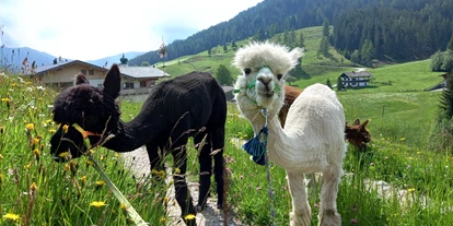 Voyage avec des enfants - Itter - Die lustigen Alpakas vom Sollererwirt in Thierbach - Wald-Familienweg in Thierbach – Wildschönau