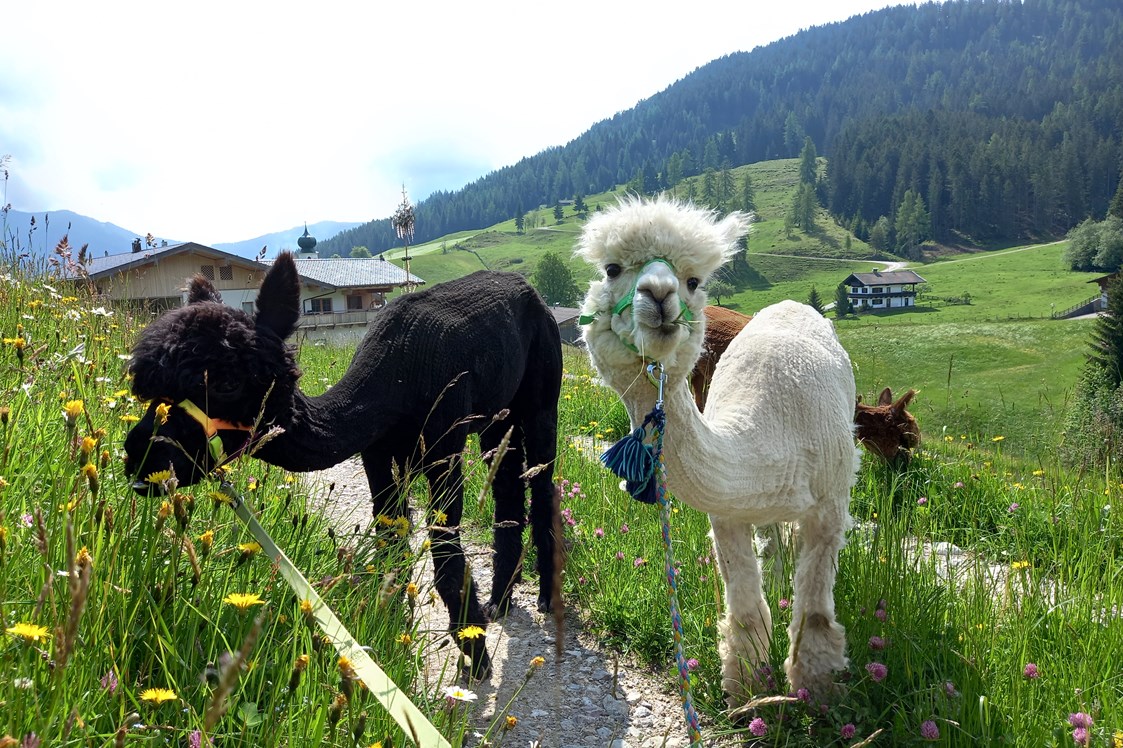 Ausflugsziel: Die lustigen Alpakas vom Sollererwirt in Thierbach - Wald-Familienweg in Thierbach – Wildschönau 