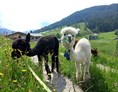 Ausflugsziel: Die lustigen Alpakas vom Sollererwirt in Thierbach - Wald-Familienweg in Thierbach – Wildschönau 
