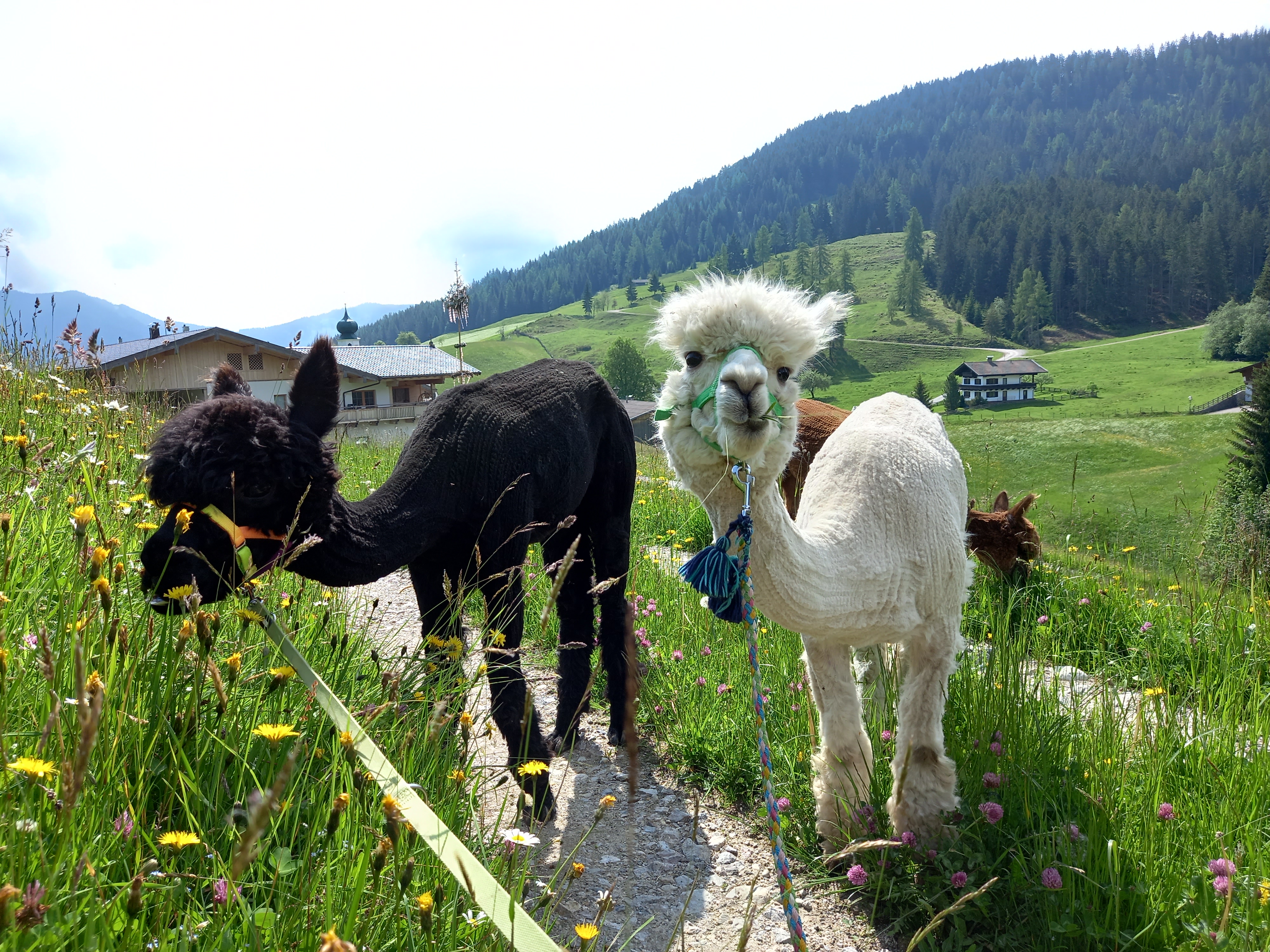 Ausflugsziel: Wald-Familienweg in Thierbach – Wildschönau 