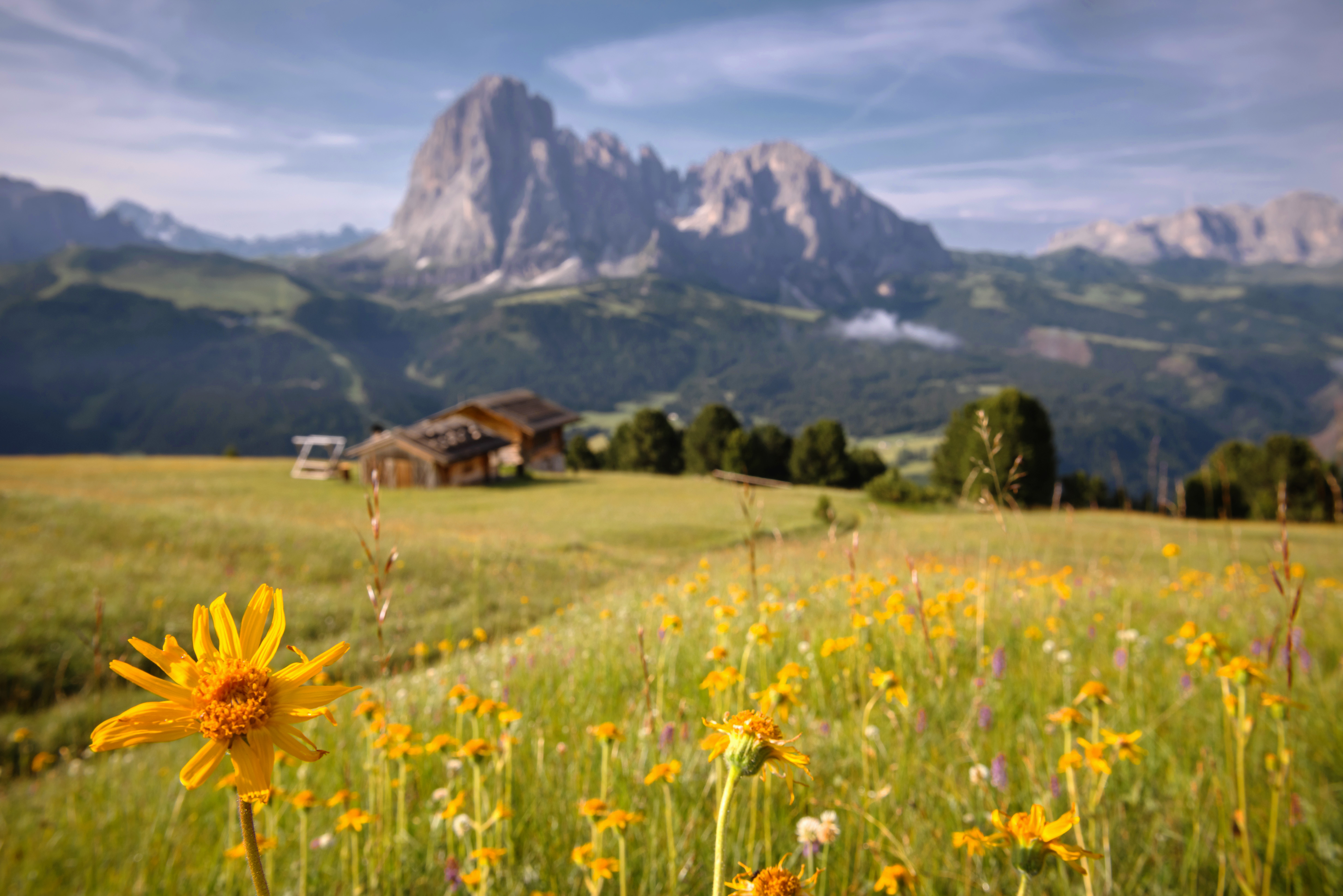 Urlaub: Ausblick auf den Langkofel - Gröden/Val Gardena 