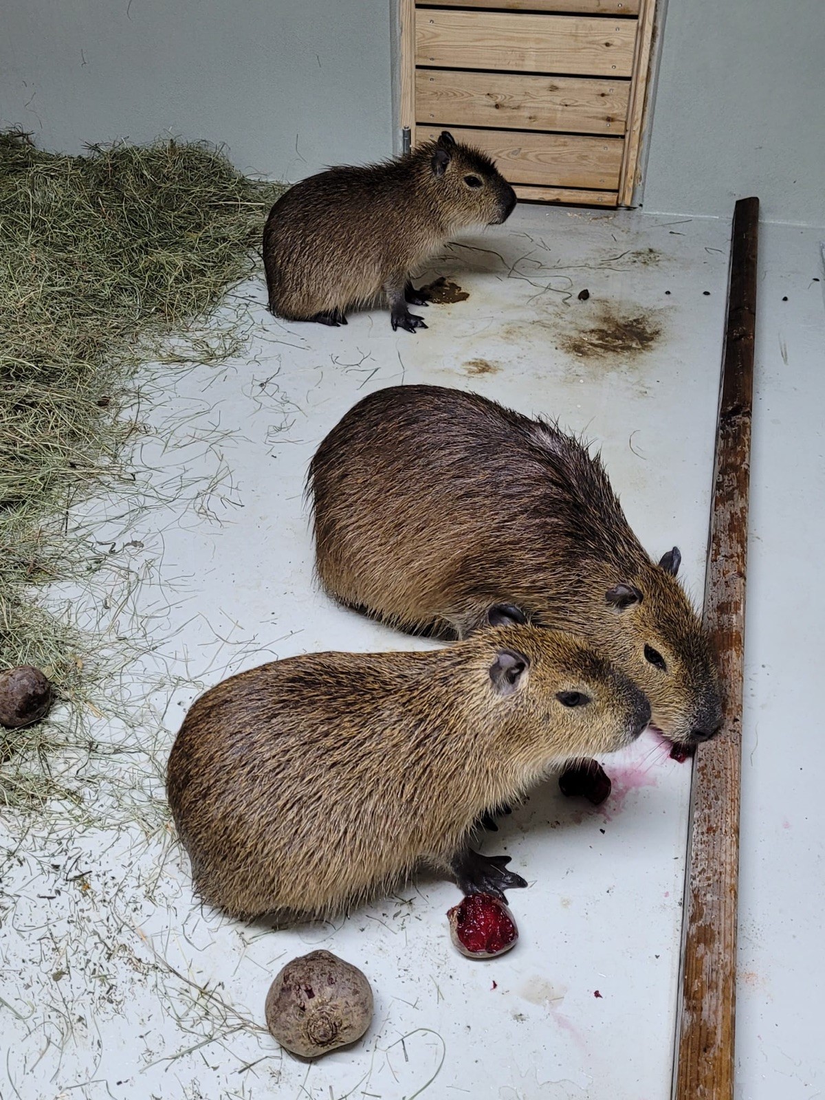 Ausflugsziel: Edelwies Natur- und Freizeitpark