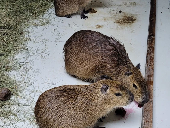 Ausflugsziel: Edelwies Natur- und Freizeitpark