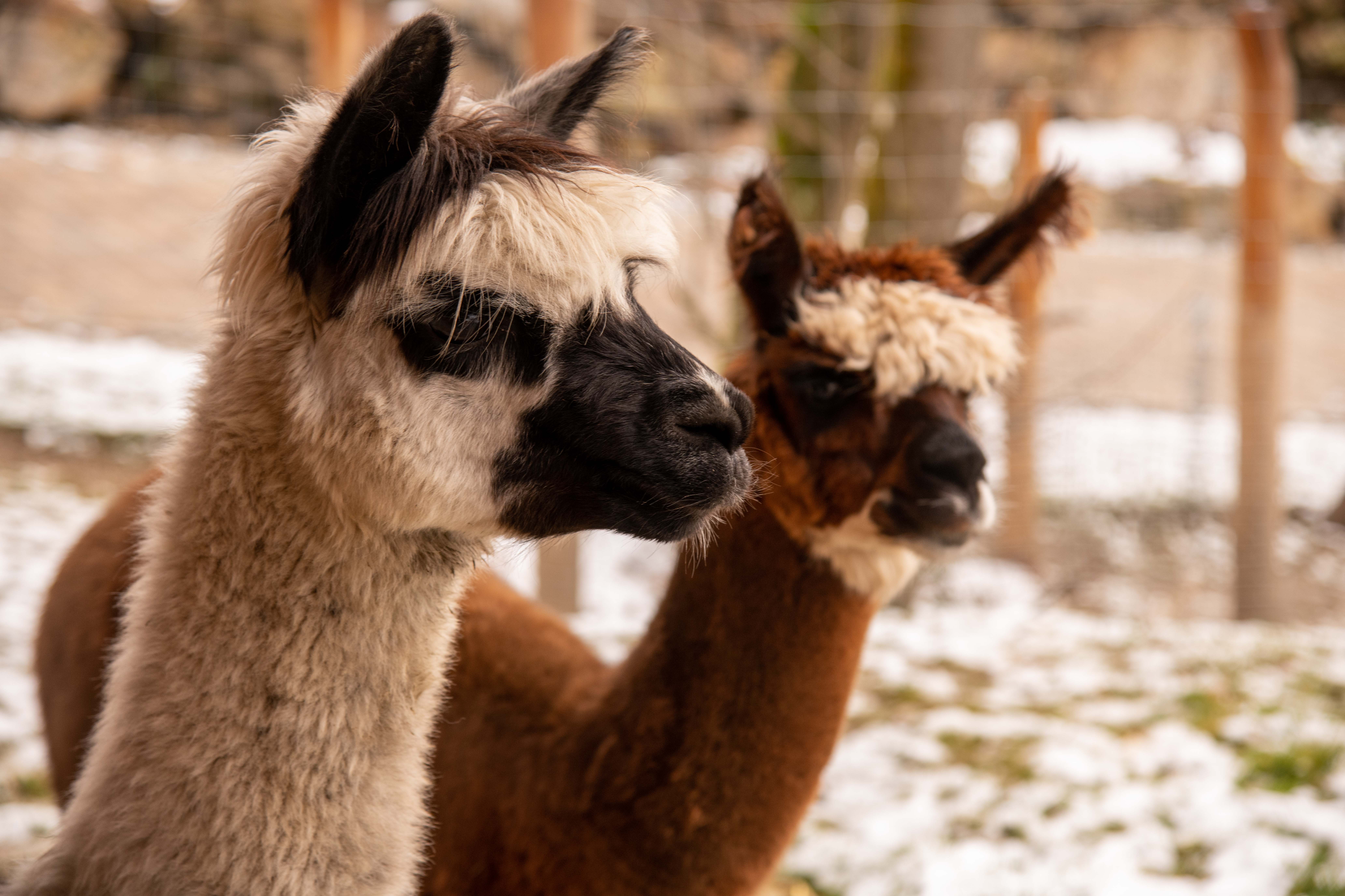 Ausflugsziel: Edelwies Natur- und Freizeitpark