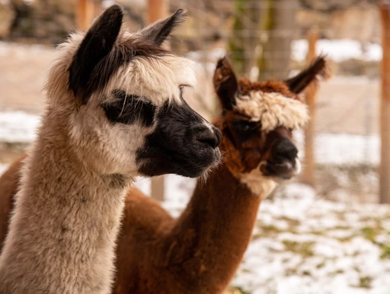 Ausflugsziel: Edelwies Natur- und Freizeitpark
