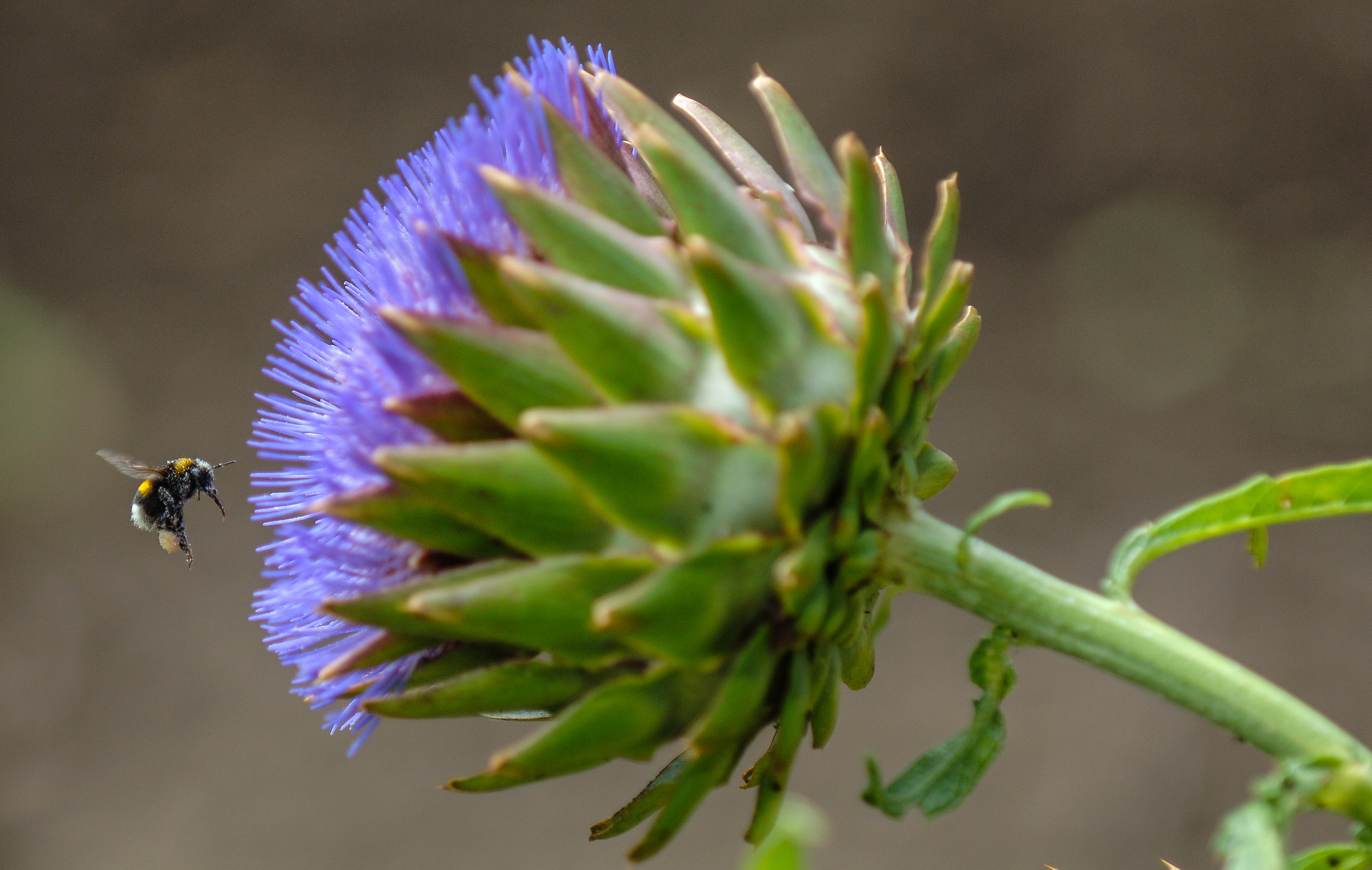 Ausflugsziel: Botanischer Garten der Universität Wien - Grüne Schule