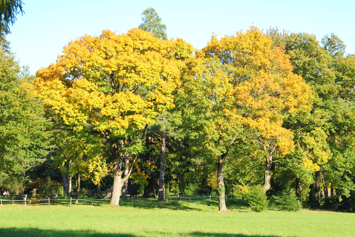 Ausflugsziel: Lainzer Tiergarten
