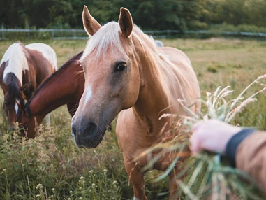 Ausflugsziel: Symbolbild für Ausflugsziel Quarter Mile Ranch. Keine korrekte oder ähnlich Darstellung! - Quarter Mile Ranch