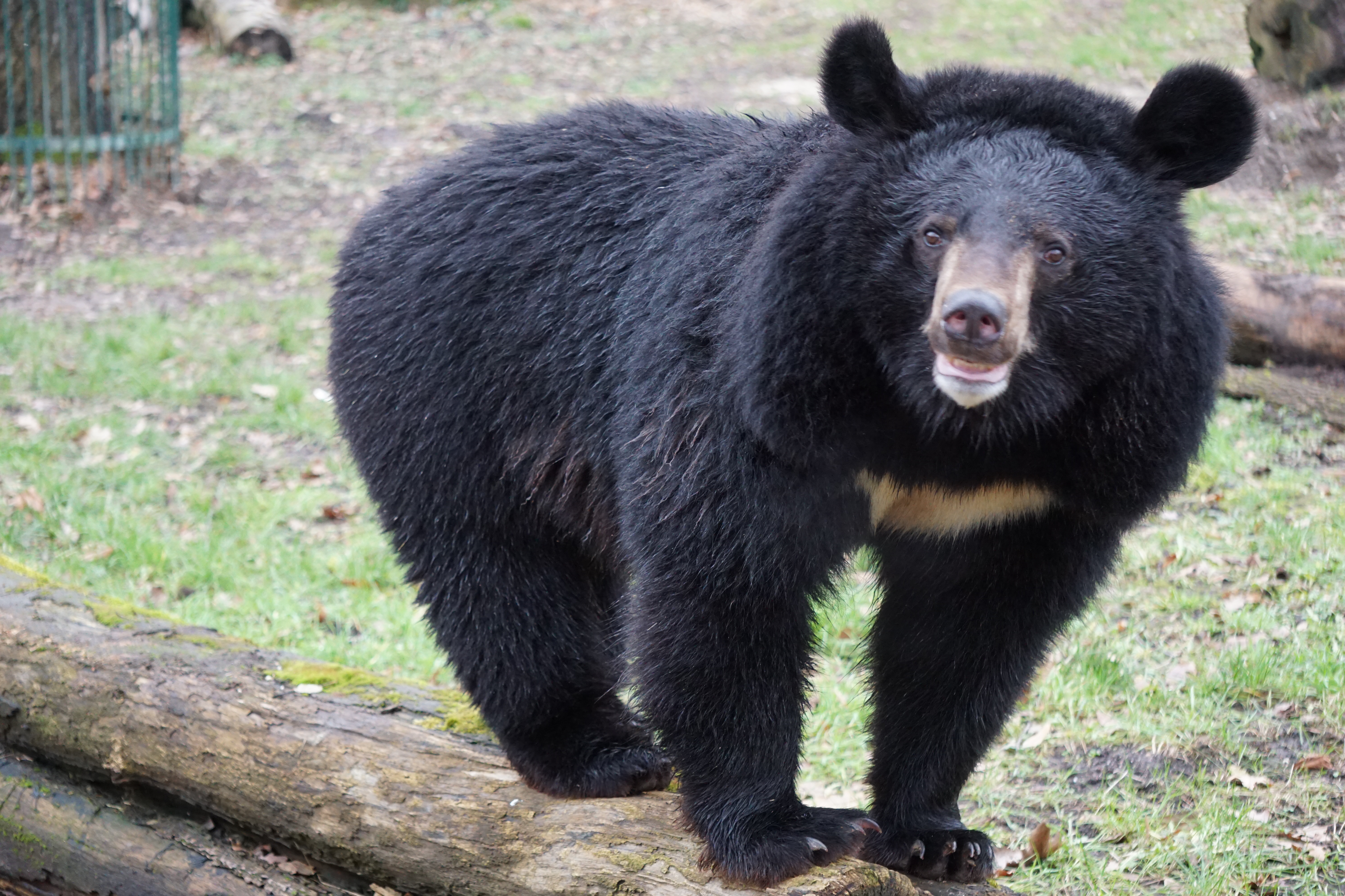 Ausflug mit Kindern - Kinderwagen: vollständig geeignet - Sachsen-Anhalt - Ussurischer Kragenbär  - Tierpark Dessau – Lehrpark für Tier- und Pflanzenkunde