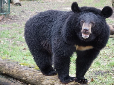 Ausflugsziel: Ussurischer Kragenbär  - Tierpark Dessau – Lehrpark für Tier- und Pflanzenkunde
