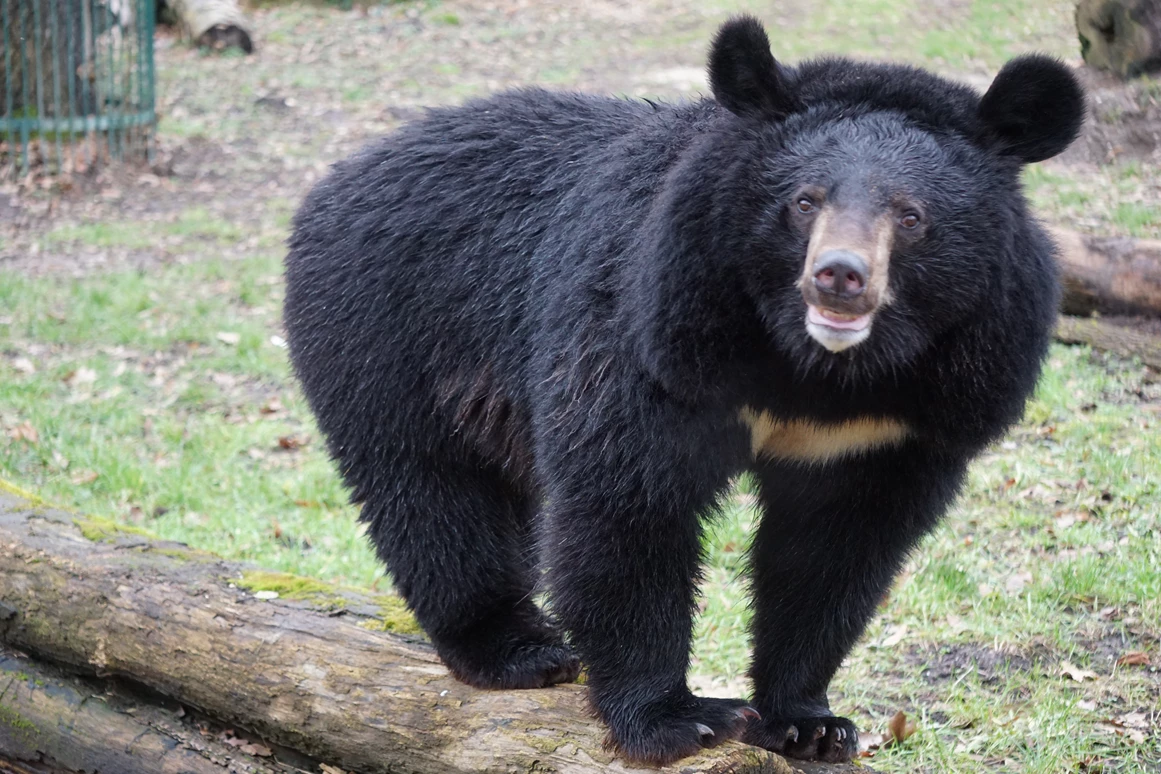 Ausflugsziel: Ussurischer Kragenbär  - Tierpark Dessau – Lehrpark für Tier- und Pflanzenkunde