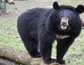 Ausflugsziel: Ussurischer Kragenbär  - Tierpark Dessau – Lehrpark für Tier- und Pflanzenkunde