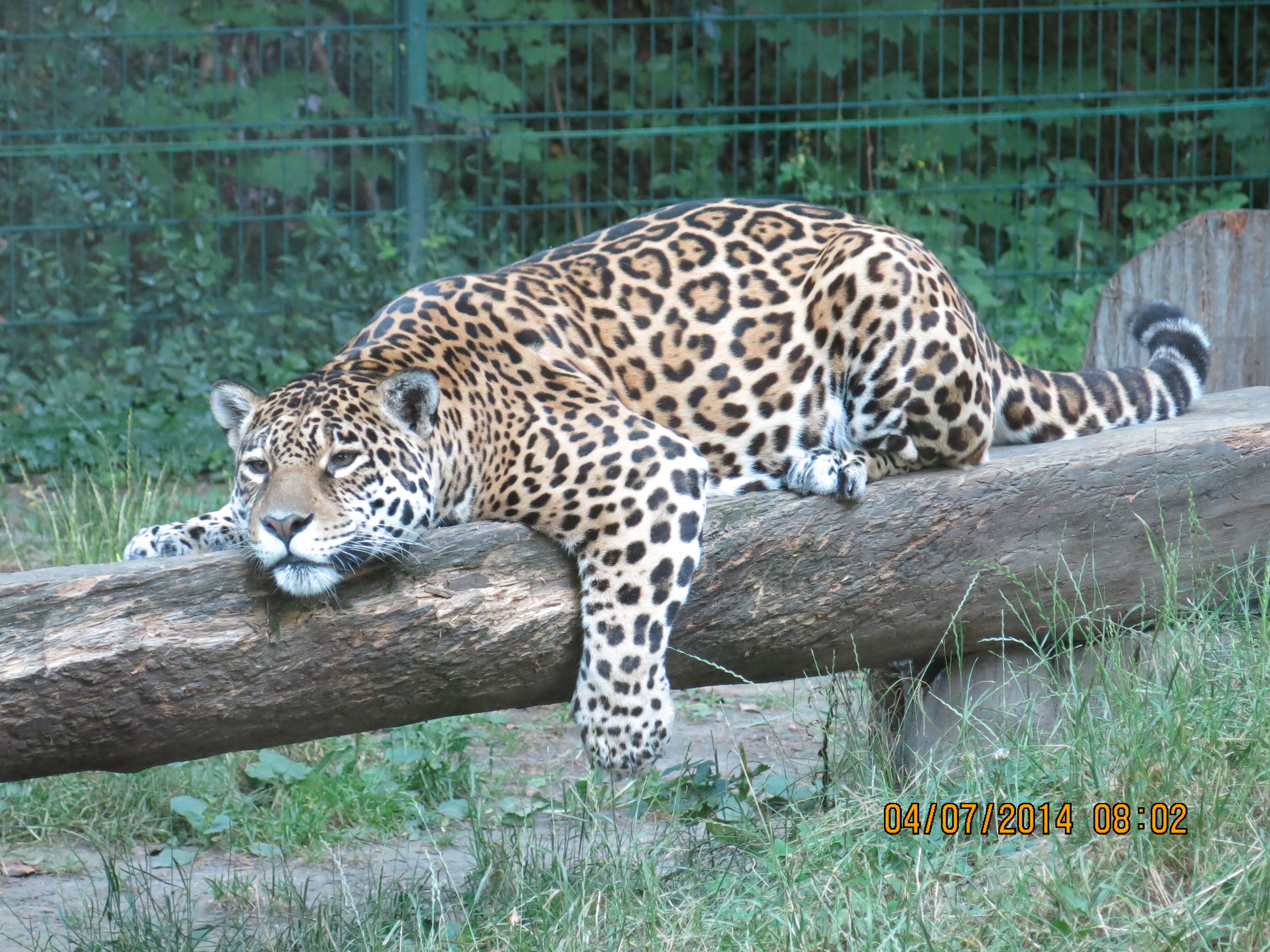 Ausflug mit Kindern - Kinderwagen: vollständig geeignet - Sachsen-Anhalt - Jaguar - Tierpark Dessau – Lehrpark für Tier- und Pflanzenkunde