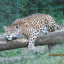 Ausflugsziel: Jaguar - Tierpark Dessau – Lehrpark für Tier- und Pflanzenkunde