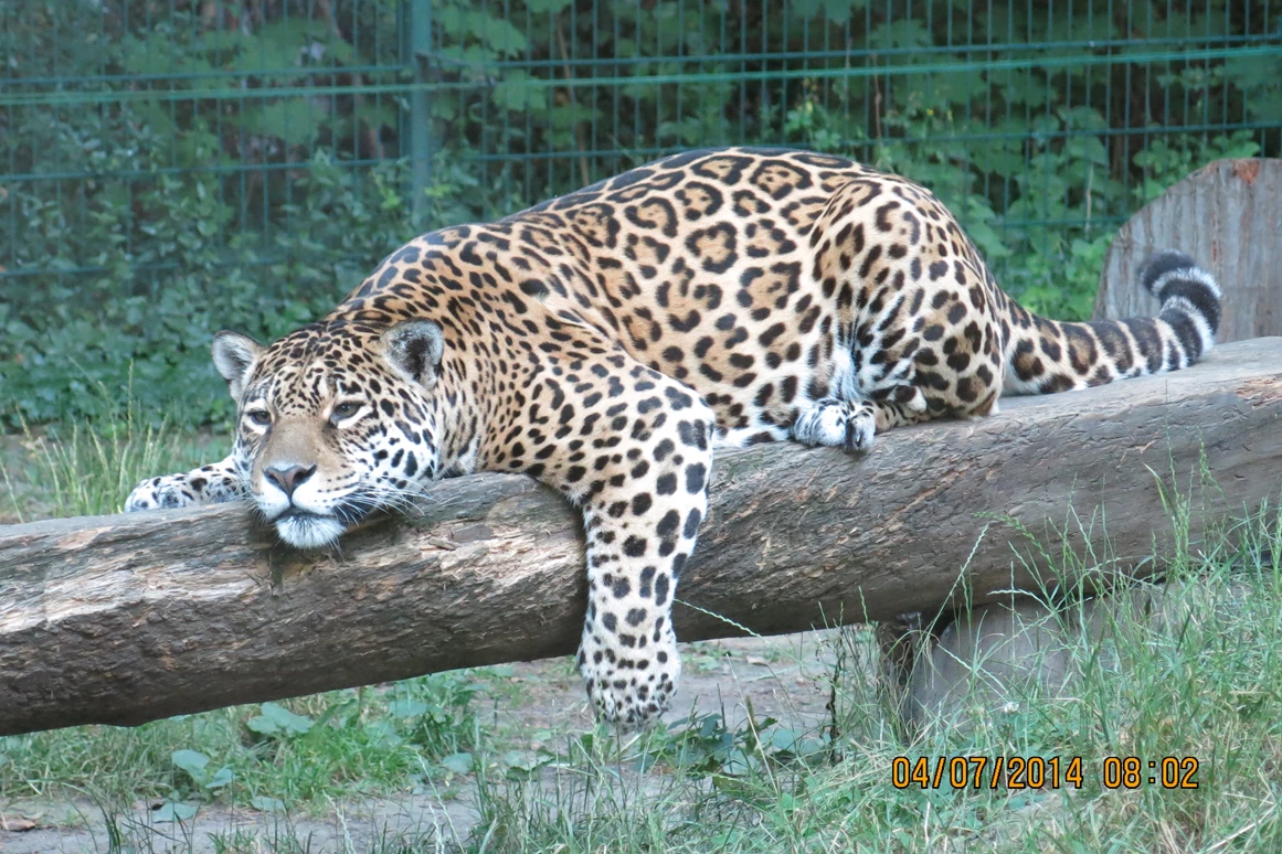 Ausflugsziel: Jaguar - Tierpark Dessau – Lehrpark für Tier- und Pflanzenkunde