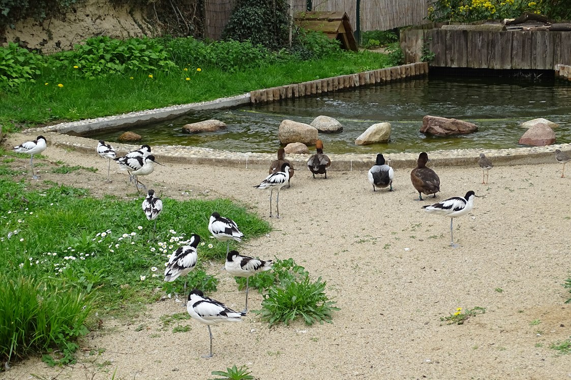Ausflugsziel: Begehbare Nordstrandvoliere - Tierpark Dessau – Lehrpark für Tier- und Pflanzenkunde
