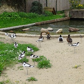Ausflugsziel: Tierpark Dessau – Lehrpark für Tier- und Pflanzenkunde