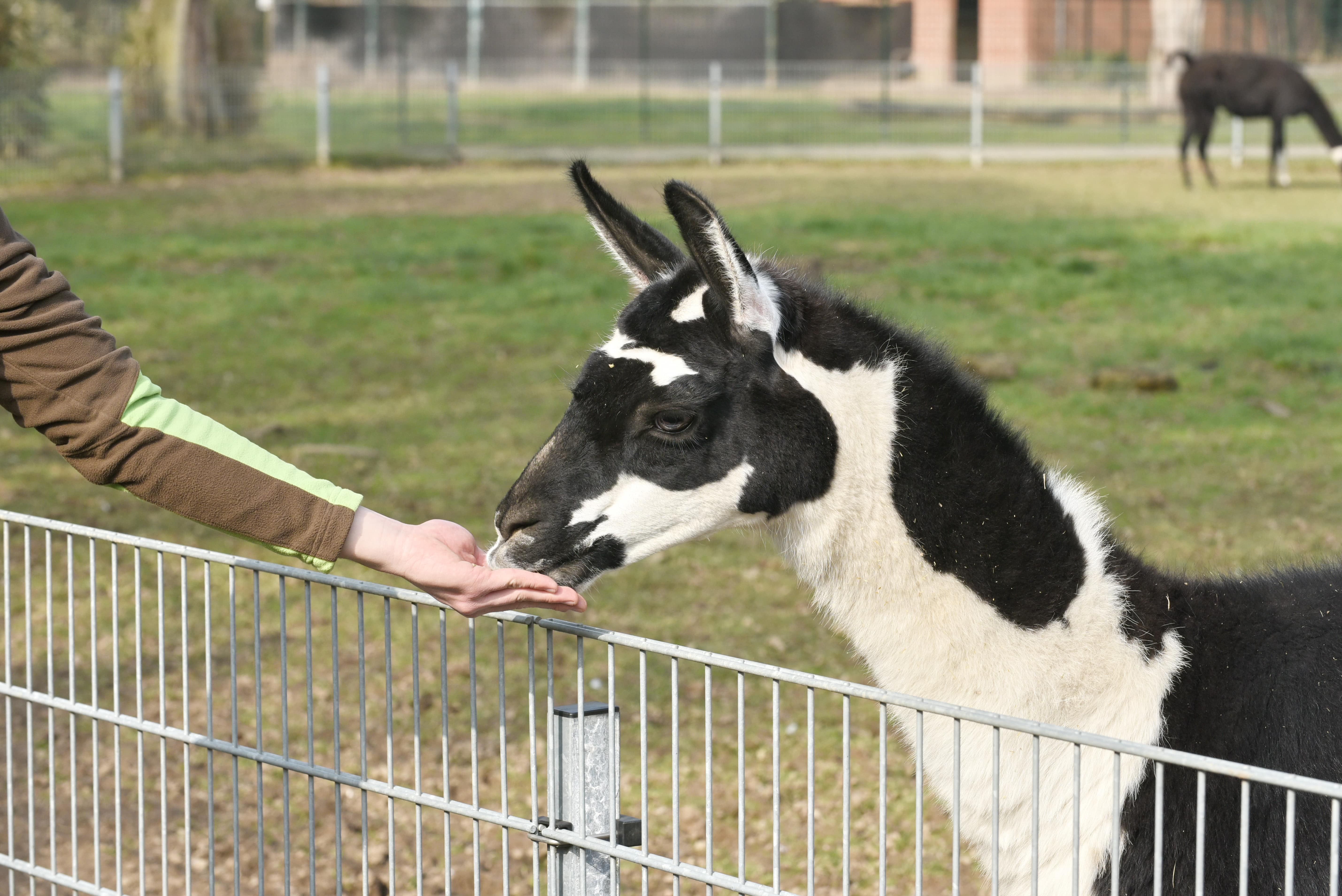 Ausflugsziel: Tiergarten Kleve