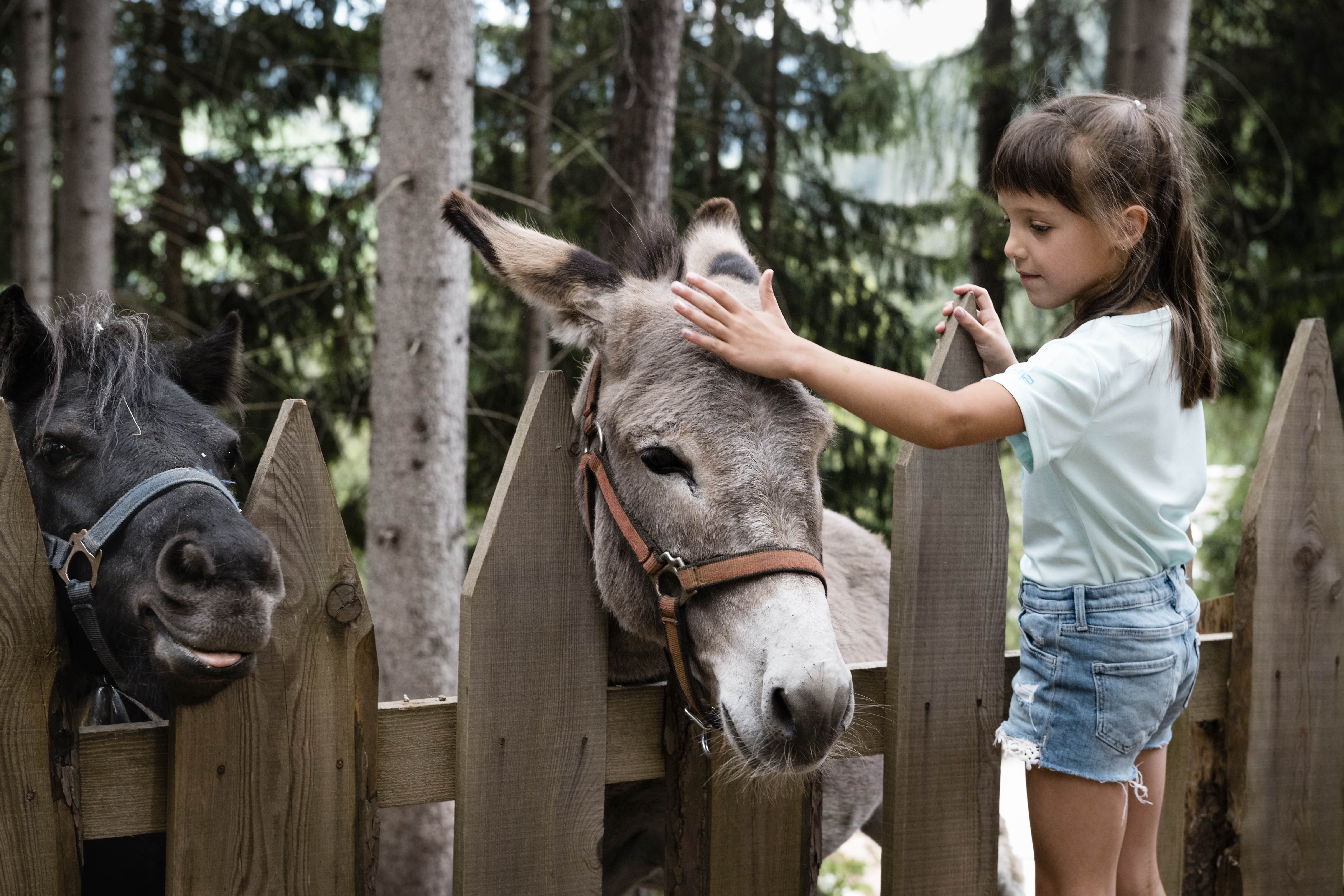 Ausflugsziel: Streichelzoo Colfosco