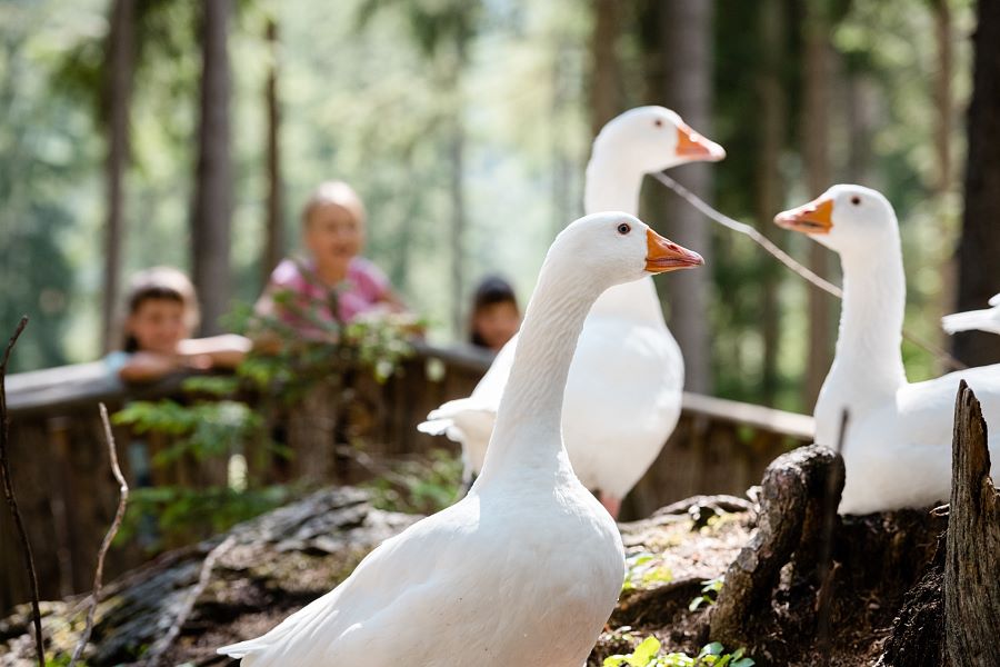 Ausflugsziel: Streichelzoo Colfosco