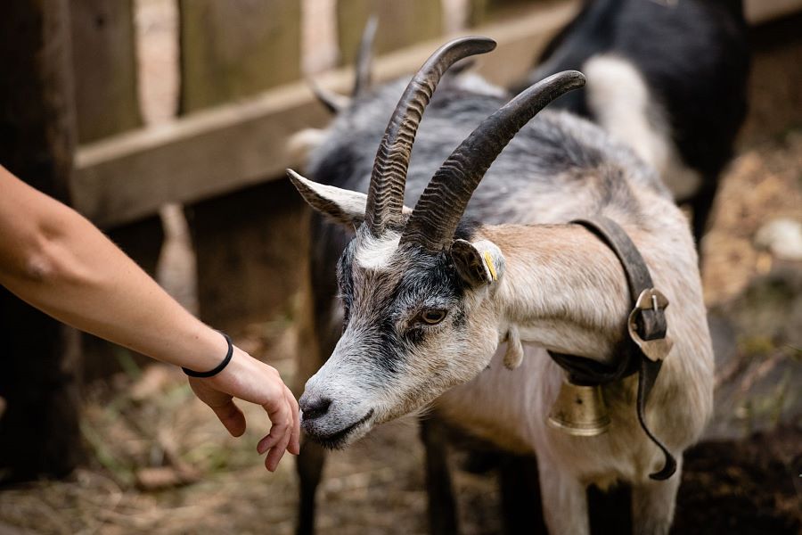 Ausflugsziel: Streichelzoo Colfosco