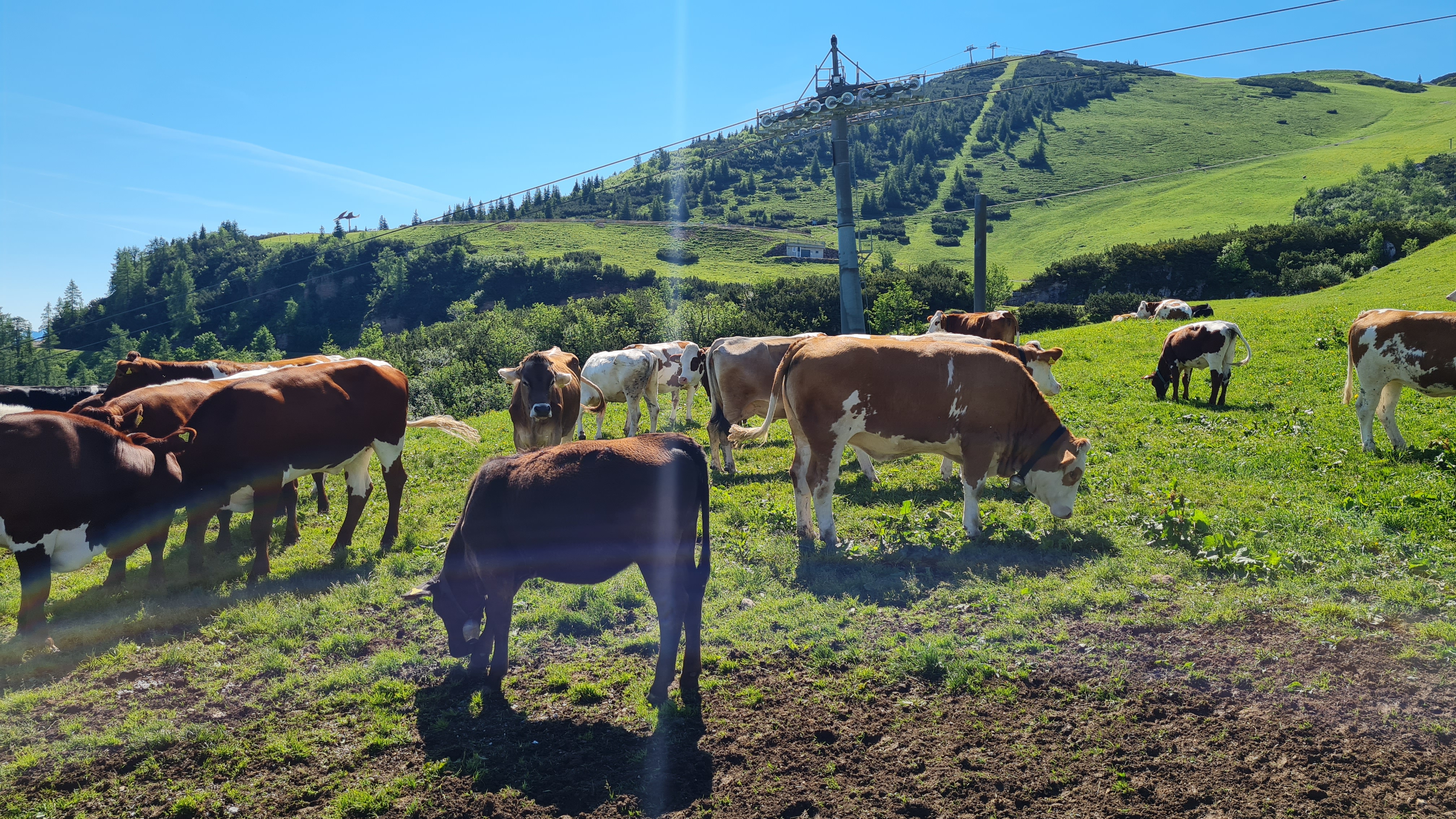 Ausflugsziel: Triassic Park  Steinplatte Waidring