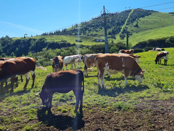 Ausflugsziel: Triassic Park  Steinplatte Waidring