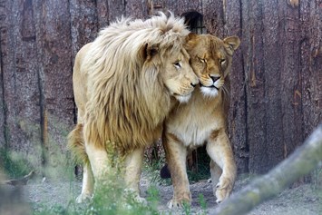 Ausflugsziel: Löwenpaar - Sikypark - der Schweizer Tierrettungspark