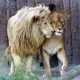Ausflugsziel: Löwenpaar - Sikypark - der Schweizer Tierrettungspark