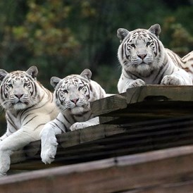 Ausflugsziel: Weisse Tiger - Sikypark - der Schweizer Tierrettungspark