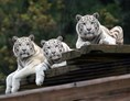 Ausflugsziel: Weisse Tiger - Sikypark - der Schweizer Tierrettungspark