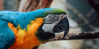 Trip with children - Walkringen - Auffangstation für Papageien - Sikypark - der Schweizer Tierrettungspark