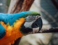 Ausflugsziel: Auffangstation für Papageien - Sikypark - der Schweizer Tierrettungspark