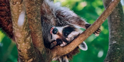 Trip with children - Walkringen - Waschbär - Sikypark - der Schweizer Tierrettungspark