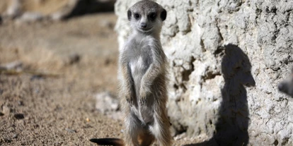 Trip with children - Walkringen - Sikypark - der Schweizer Tierrettungspark