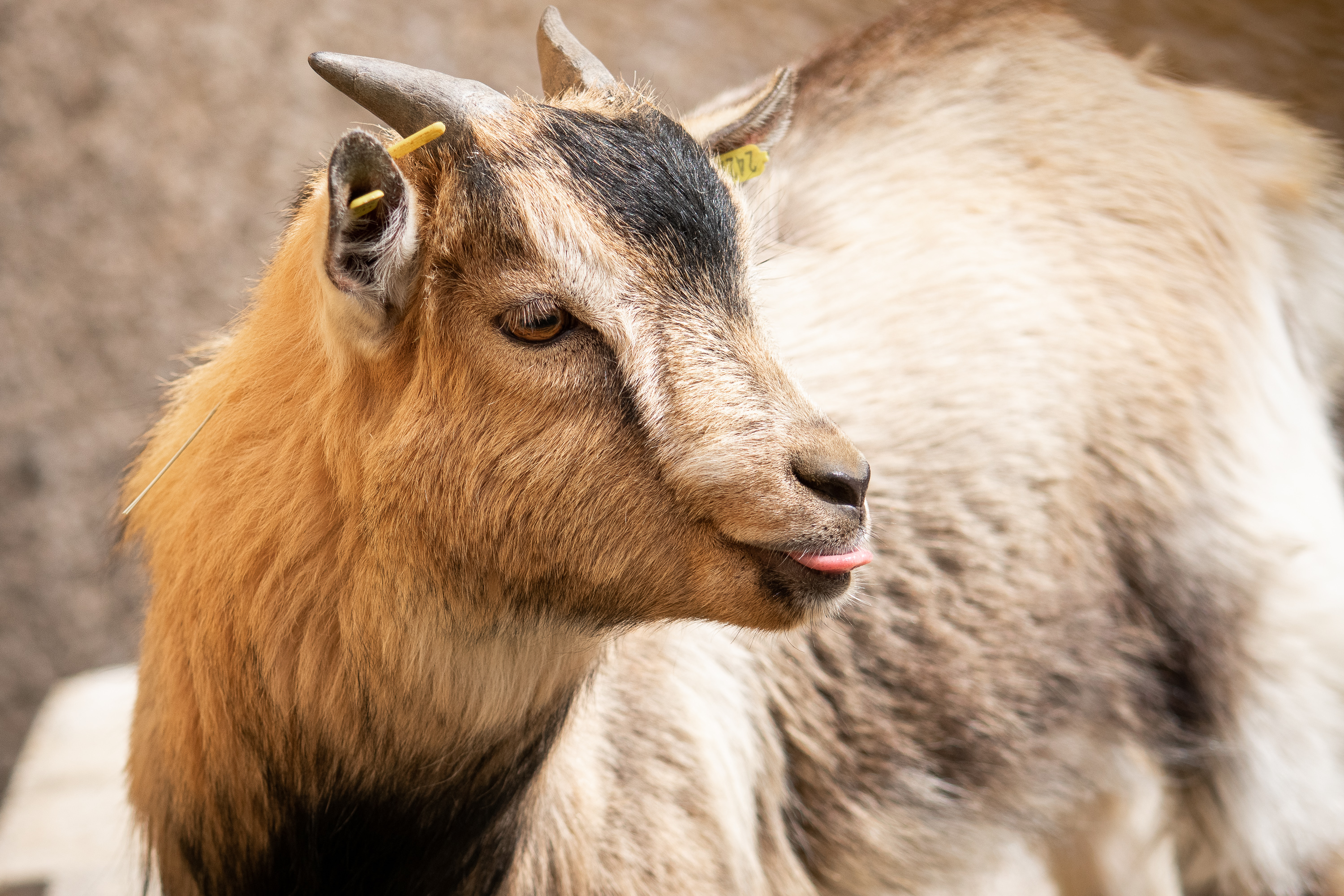 Ausflugsziel: Zwergenweg Berghof Montpelon