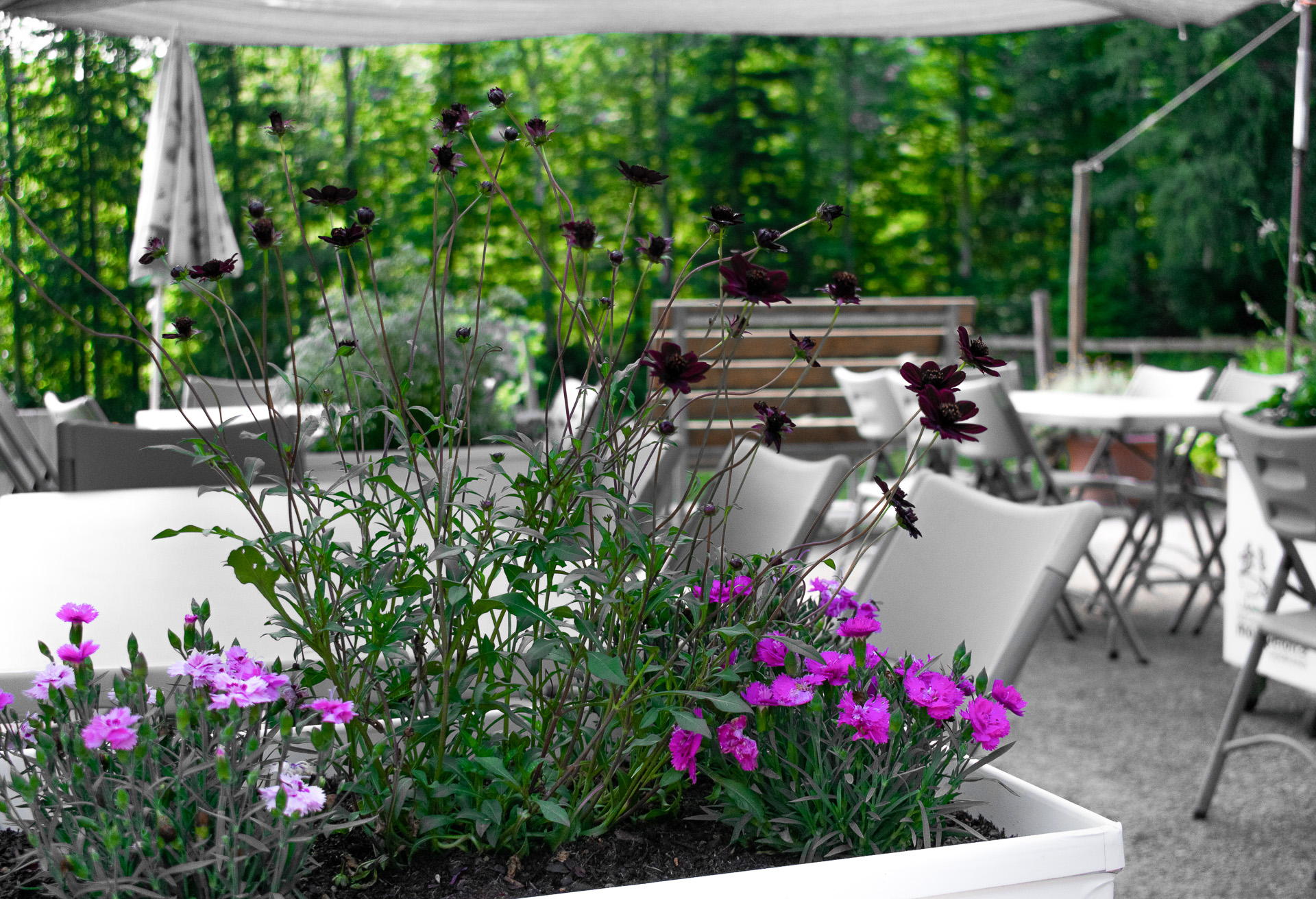 Ausflugsziel: Zwergenweg Berghof Montpelon