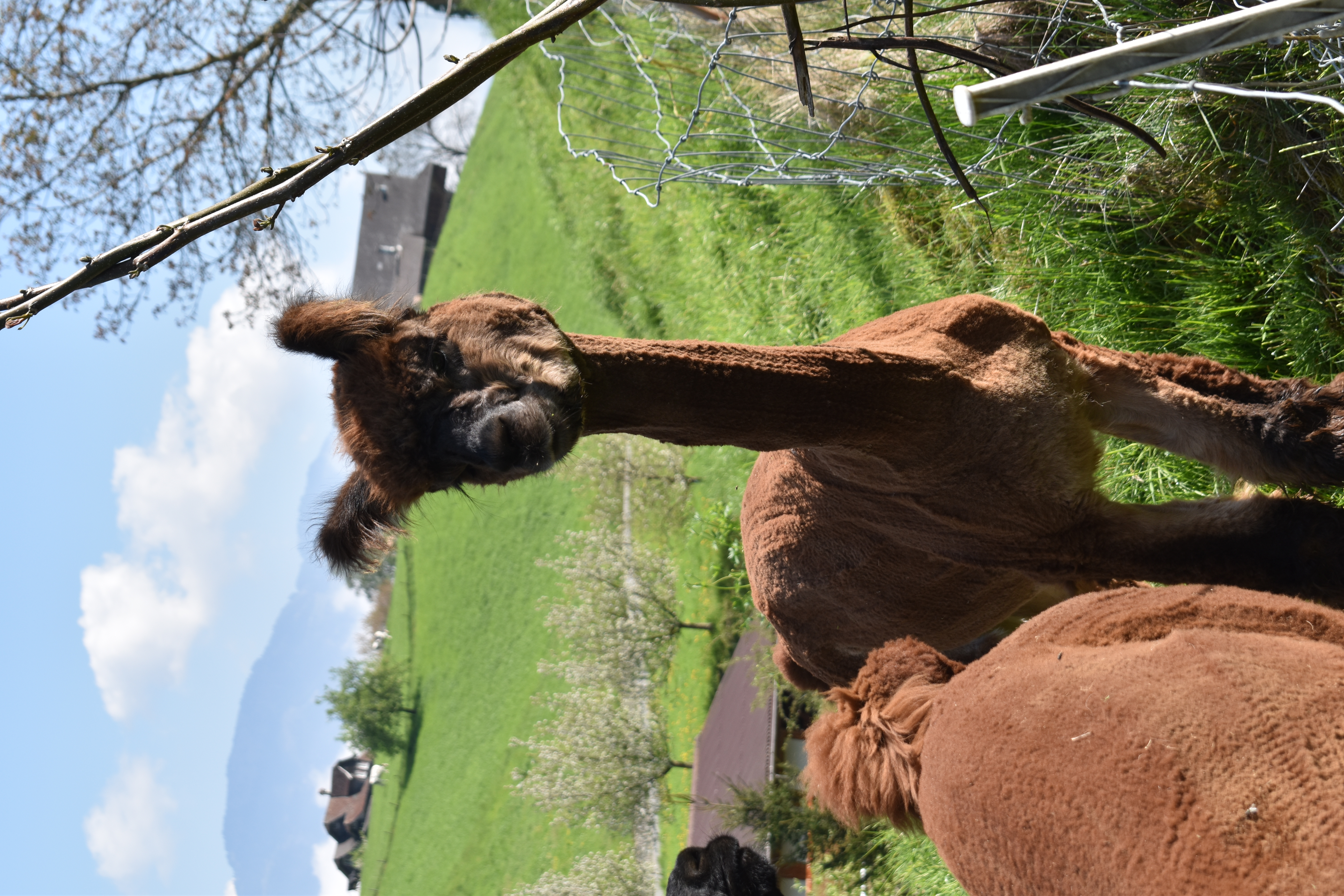 Alpakas am Waltersberg Ausflugsziel Tipp in Oberdorf NW Nidwalden