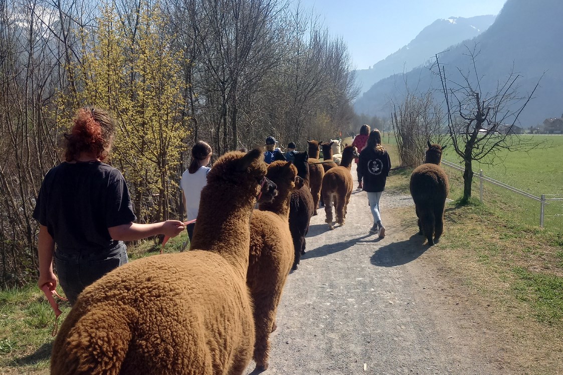 Ausflugsziel: Alpakas am Waltersberg
