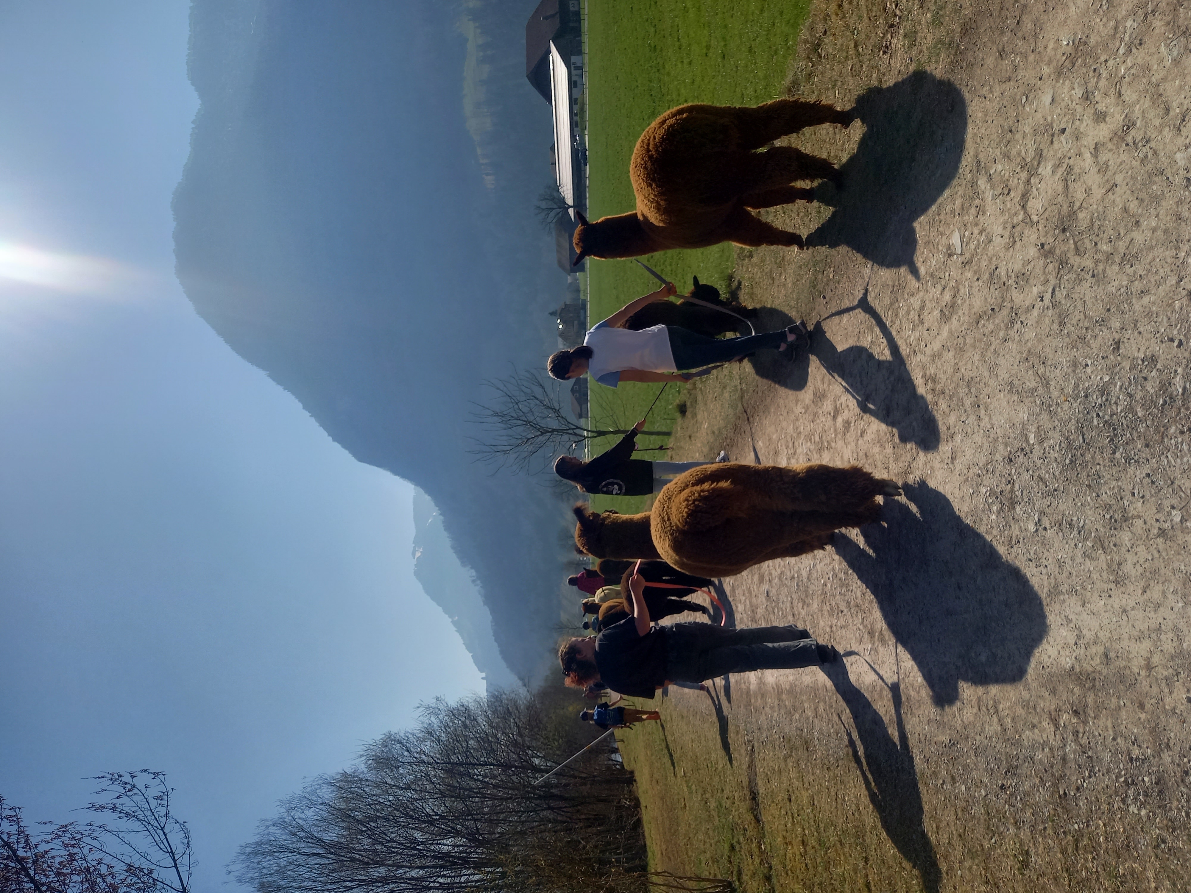 Ausflugsziel: Alpakas am Waltersberg