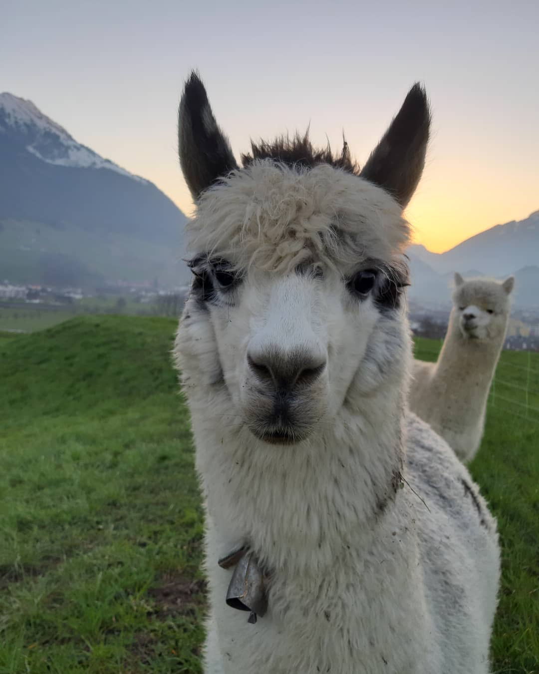 Ausflugsziel: Alpakas am Waltersberg