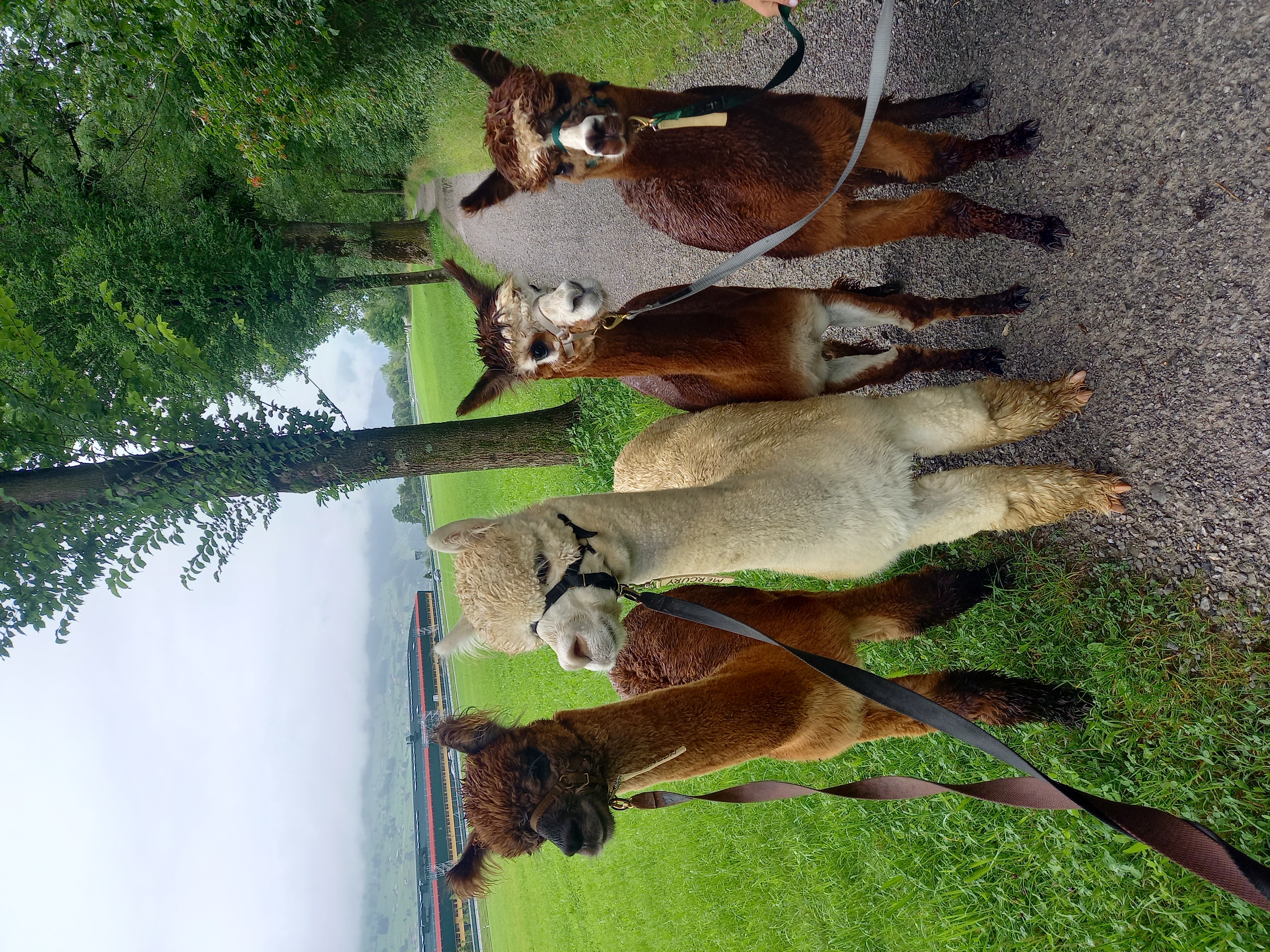 Ausflugsziel: Alpakas am Waltersberg