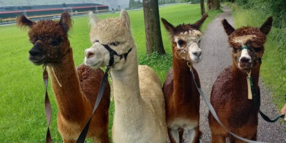 Voyage avec des enfants - Göschenen - Alpakas am Waltersberg