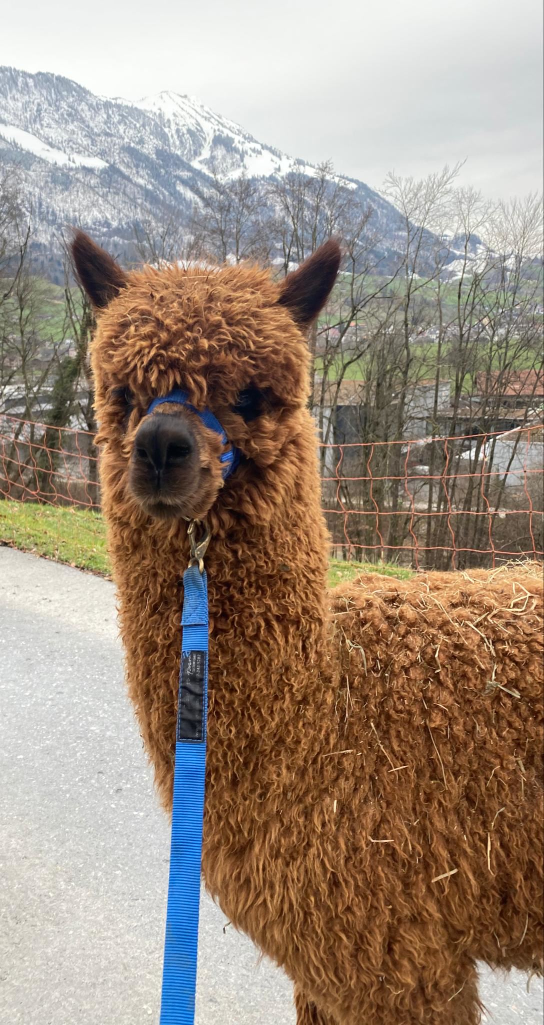 Ausflugsziel: Alpakas am Waltersberg