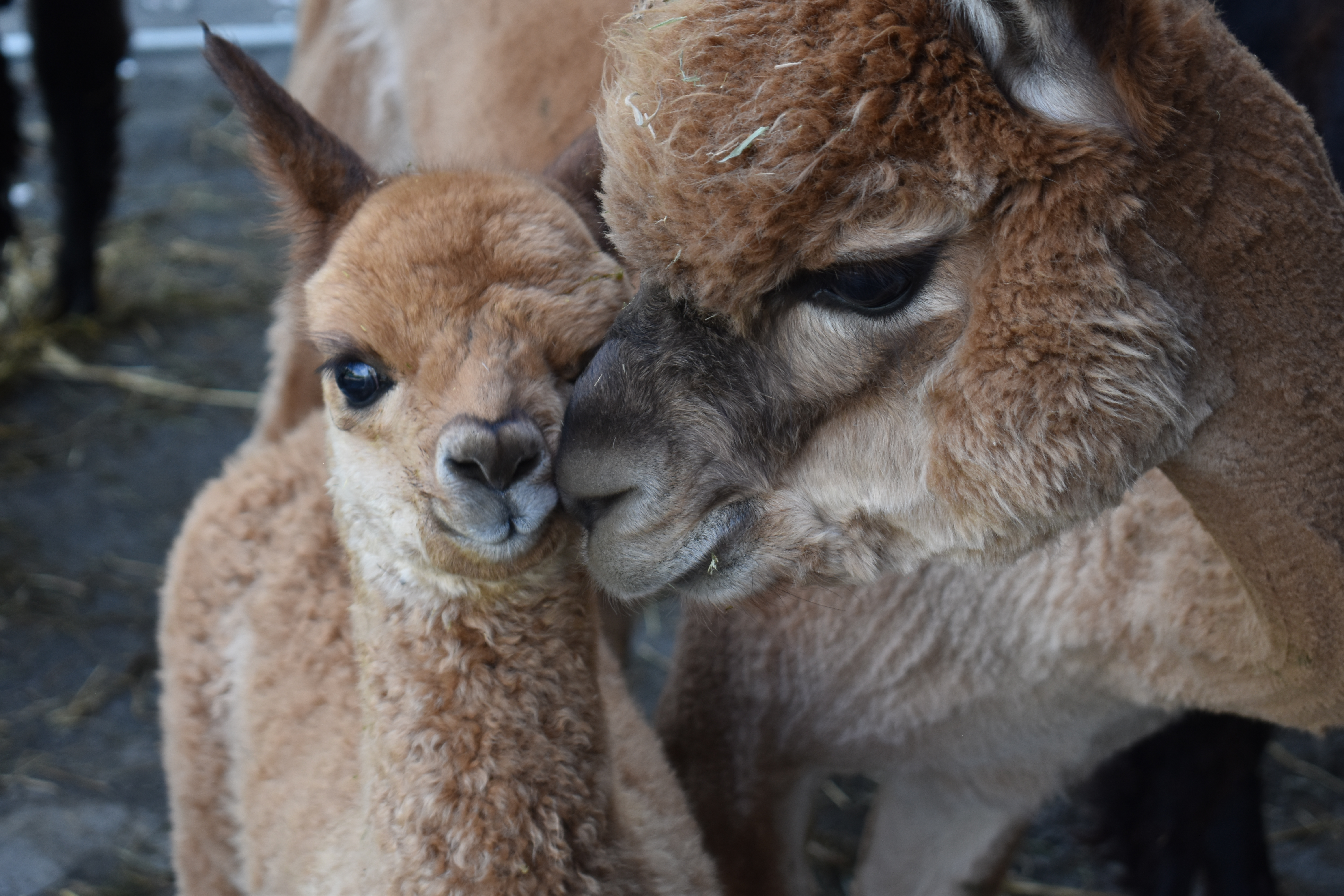 Ausflugsziel: Alpakas am Waltersberg