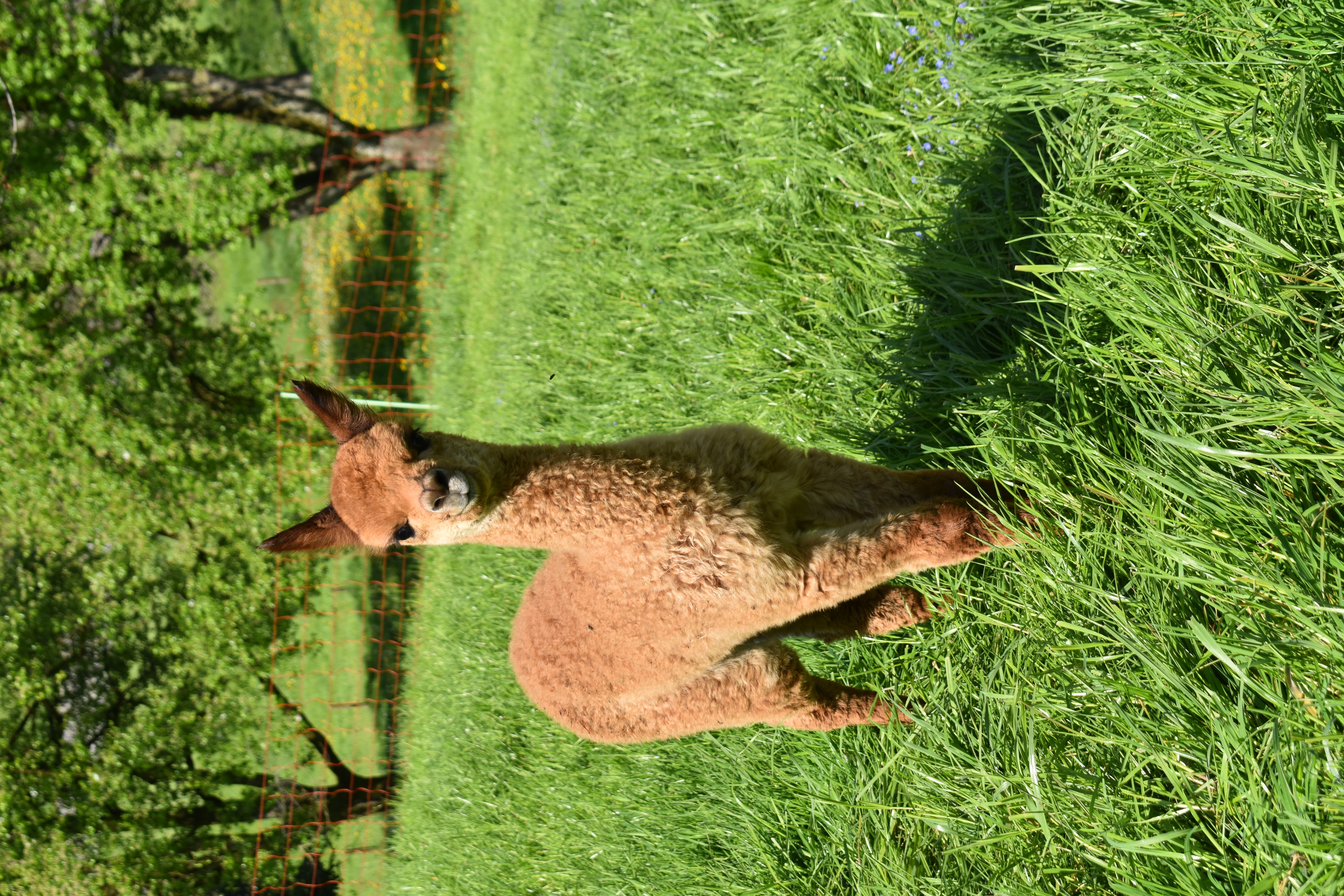 Ausflugsziel: Alpakas am Waltersberg