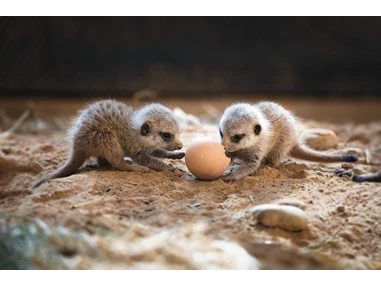 Ausflugsziel: Erdmännchen im Walter Zoo - Walter Zoo